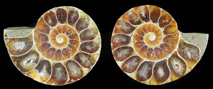 Small Desmoceras Ammonite Pair - #40565